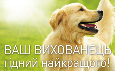 ТМ Club 4 paws. Разработка сайта для ТМ «Клуб 4 лапы»