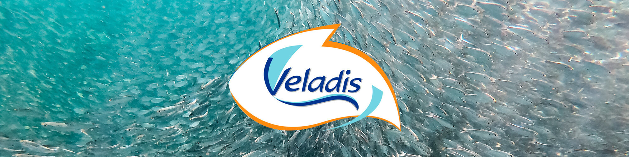 розробка бренду veladis, розробка неймінгу, логотип, Рішення для брендів, GBS