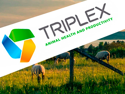 Компанія Triplex: розробка корпоративного бренду